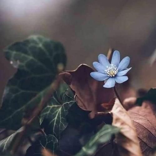  لب پرتگاهم هلم نده الان خشکت میزنه مث مجسمه