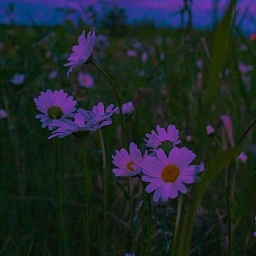 خارجی اون زهرش تو رگامه شراب روی