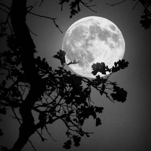  تو سینه ها پیچیده خاک عقیده ها اسیر باد