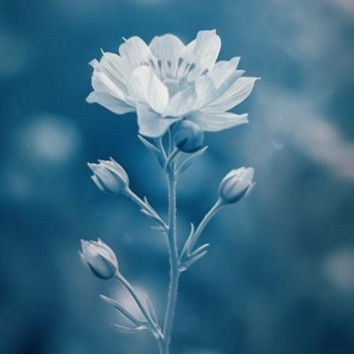  رویا نرو کافیه که بری بی تو هر شب این دیوونه 