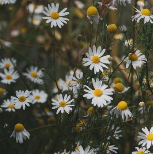 کره ای فقط من و تو دارم بیشتر و بیشتر مجنونت میشم