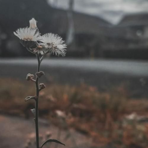  دیشب تا صب چشام مثل ابر بارید