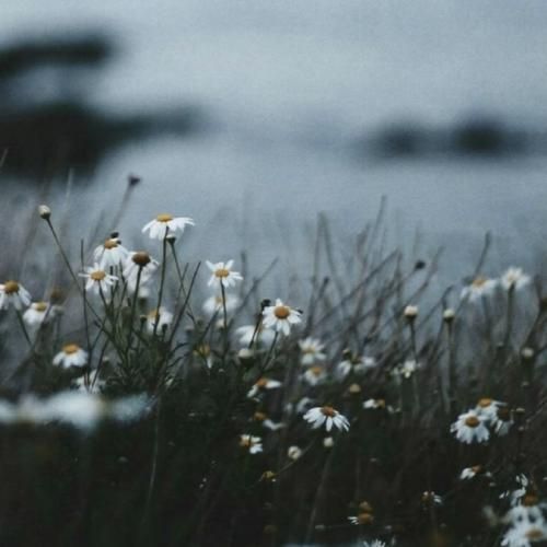 الکل بهم نمیسازه در کل ولی خب بهتره از گل