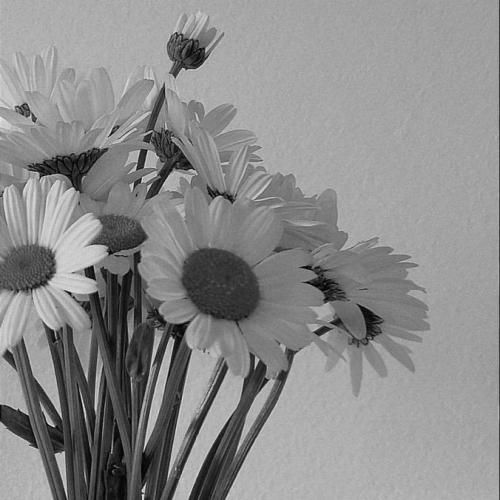 اگه برگردی پیشم واست پروانه میشم پای