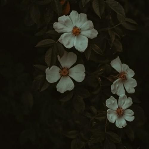  سیا جونه دلربا سیا دندونش طلا