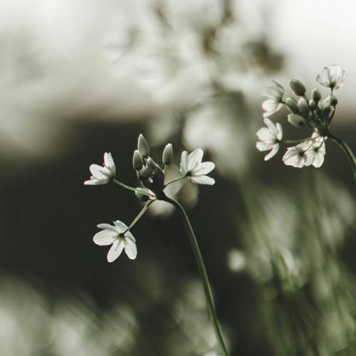 چه غمگین باشه چه شاد دلم لک زده واسه چشات