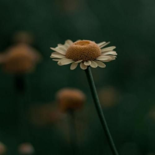  آی مگه جز فکر تو یادی هم هست آی مگه فریادی هم هست