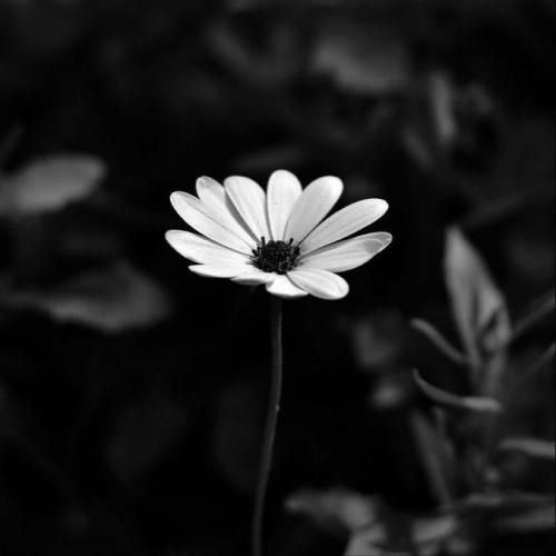 بزنم به تخته موهات بدجوری لخته