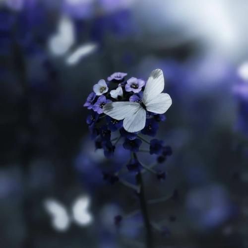 دیگه ازت بریدم دلمو نمیدم پررو شدی