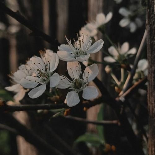 کامارو کامارو کیو دوس داری