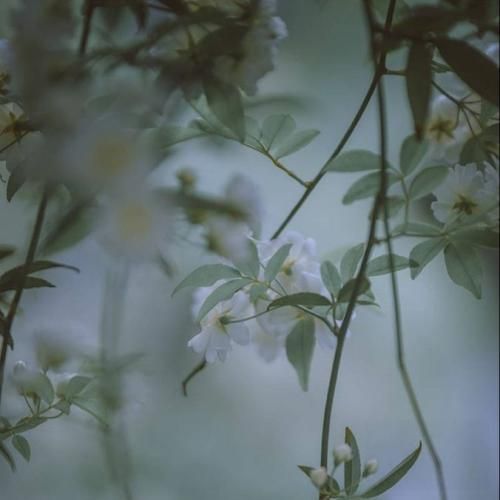 مودی و سایکویی با اعصاب خط خطی ولی