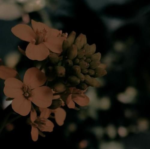 حرفا مثل گوله ان حرفا مثل گوله ان حرفا مثل گوله ان