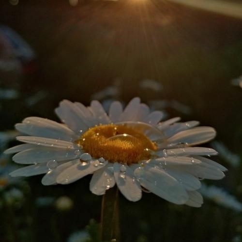  پاییز و بهاری داشتیم تو سرا ما سری داشتیم