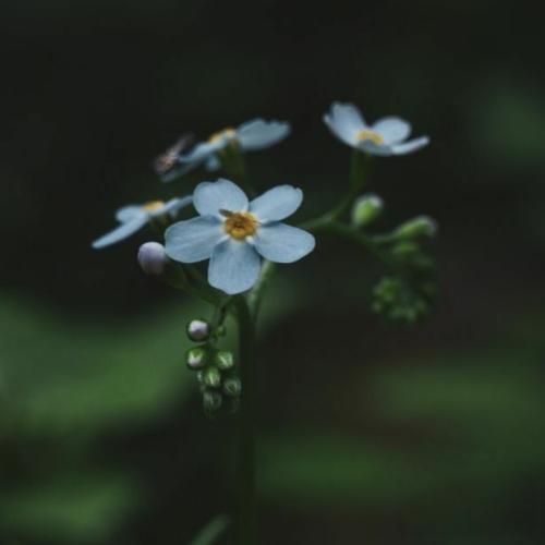 Ebru Gundes Yuregimden Tut