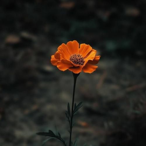 شدم تو زیباییش غرق غمش منو