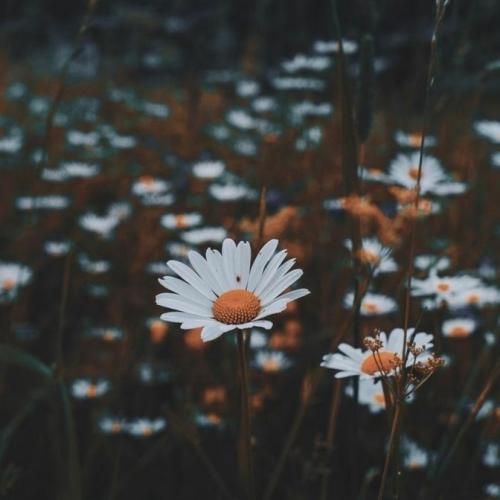 ﻣﻨﻰ ﻛﻪ آرزو ﻫﺎم اﻓﺘﺎده از ﺳﺮم دارم ﻓﺤﺶ ﻣﻴﺨﻮرم