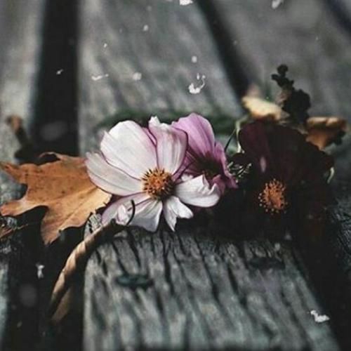 بایلا بایلا بیبیم باربی ایولا