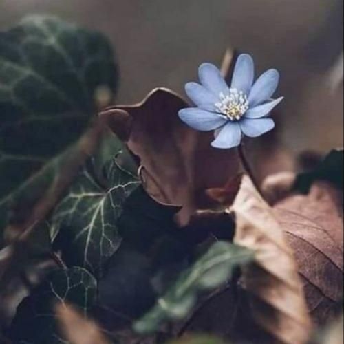 همه زخمام خوب شد ولی ردش موند