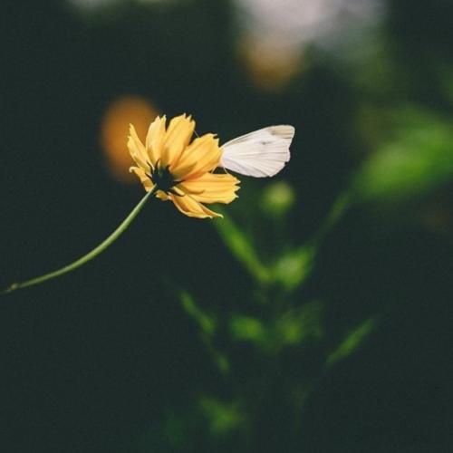  دورم‌‌ میکنی مجبورم میکنی پا پیچ تو شم