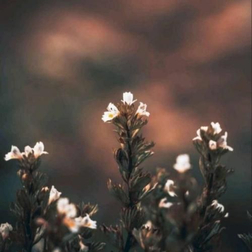  اگه دیدین اونو فقط بگید بهش بگین ابر میشه