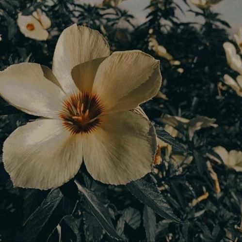  دل هیشکی مثل من غم نداره آسمون بی کسیم ته نداره