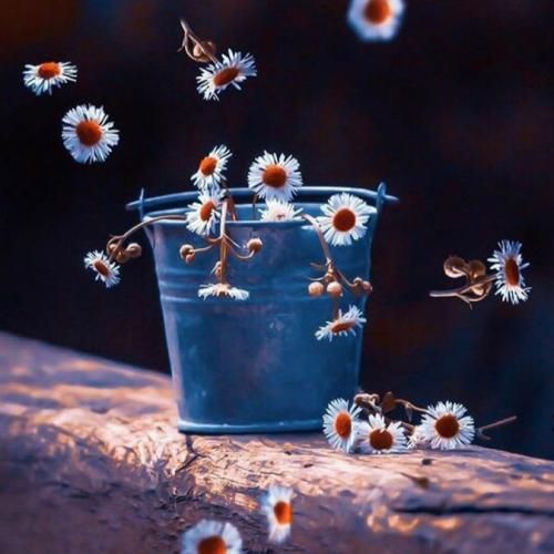 داشت وضعش توپه هلیکوپتر هلیکوپتر