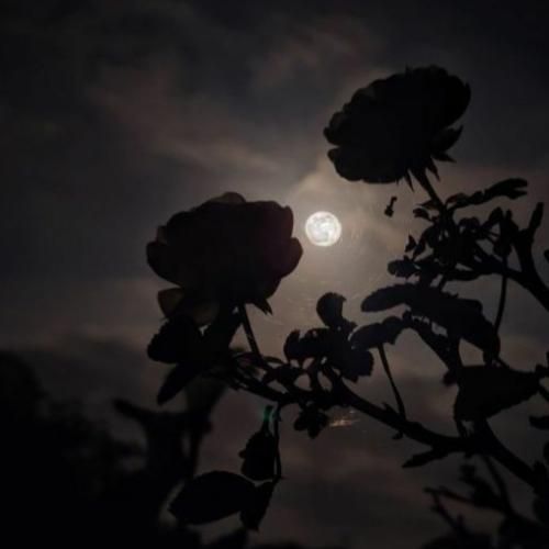  ترکی عزیزم اگه پا پس‌ میکشم به خاطر ارزشمه