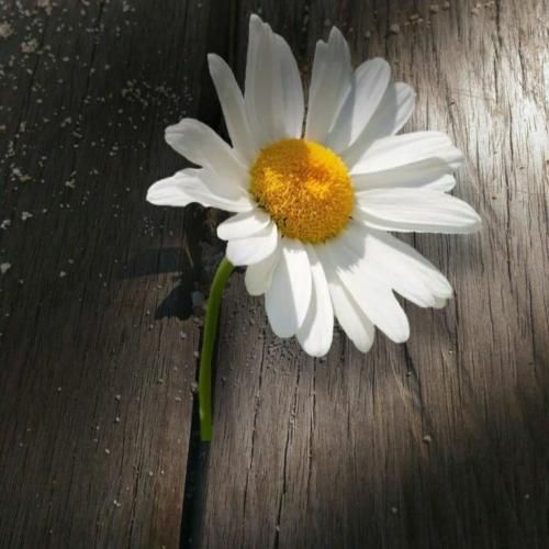 اسپانیایی ظاهرم شاد و در حال رقصه ول از درون دارم گریه میکنم