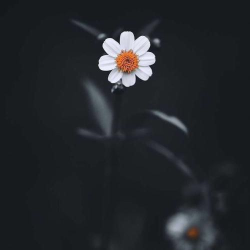  چقدر بد بالام خدا شکری گلم سم بودش لواندوفسکی