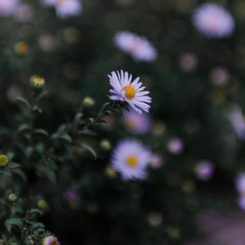 Lola Indigo Sin Autotune