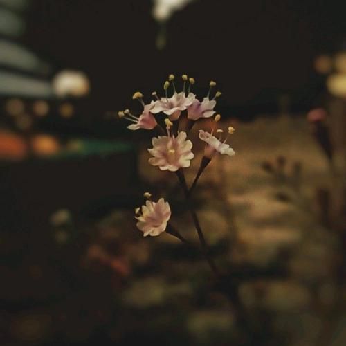 مثل قبلنا هنوز هنوز من منتظرم راجبم حرف میزنی