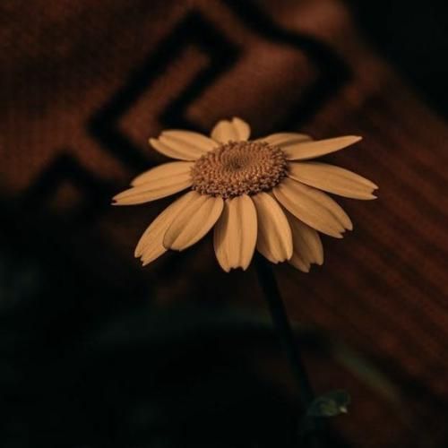 کاشکی با خواهش من دوباره راضی میشد