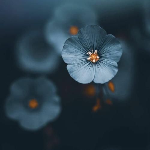  میگفتی عشقمون جاودانه اس ققنوس ‎در میاد یه روز از خاکستر