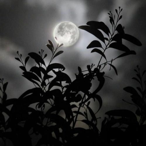 لیلا شاگرد بد منم جیز بود هر چی دست زدم آره