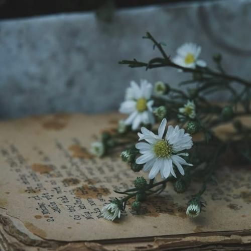 سر سیگار سرخ چشا سرخ دود سیگار نیست