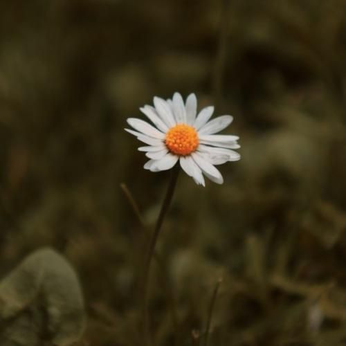  ابروی کمند داره رو لباش که قند داره