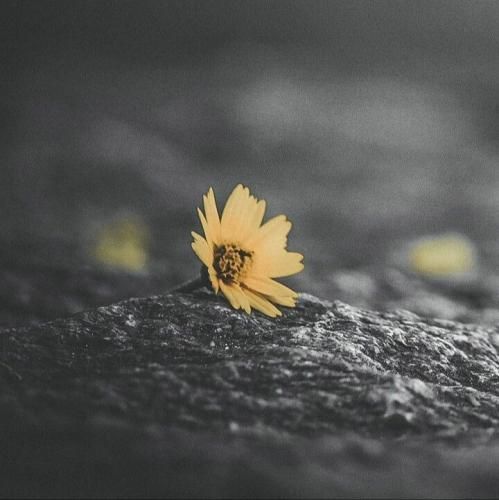 فاما ریمیکس غرق