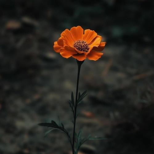  شبا میاد صدا ما تو جیبا پول خلافا