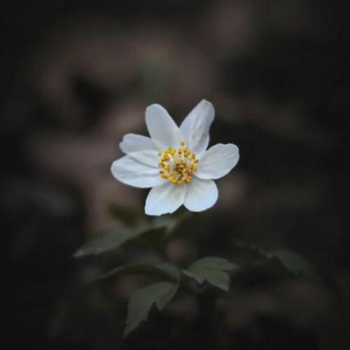 خارجی تو رویای منی حتی تو بیداری انگار تو لحظه ای هستیم