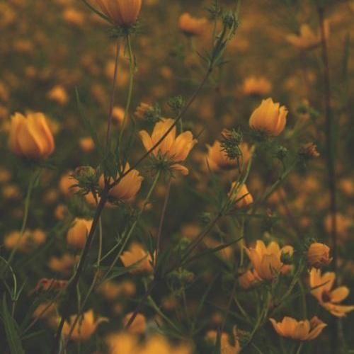 شدی از دستم خسته رسما شاید عشق نبوده