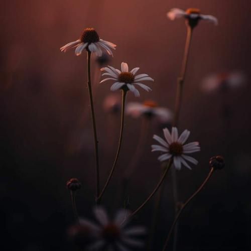  ژاپنی سرنوشت من جنگیدن زیر نور مهتابه