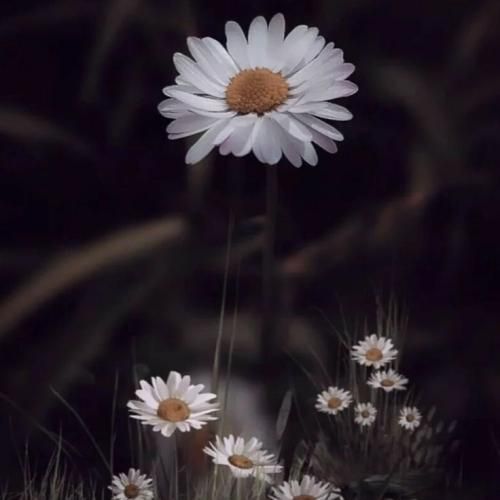  یه نبض غایبم تو حاظرا یه زخم حاظرم تو غایبا