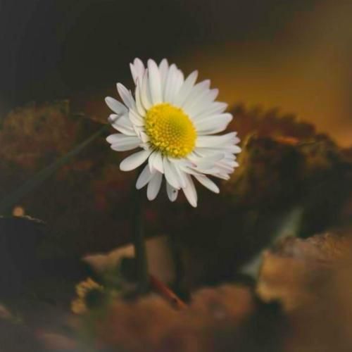 اسمت همیشه فارس میمونه پیش شکوهت ذره پیدا نیست