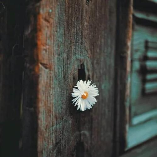 خوشتیپ بابا مارو کشتین هرچی که راه میریم