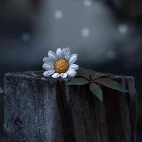 خارجی من دست بردار نیستم عادتمو زیر پا نمیزارم