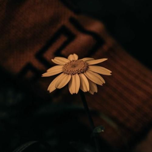 سایه بختک رنج