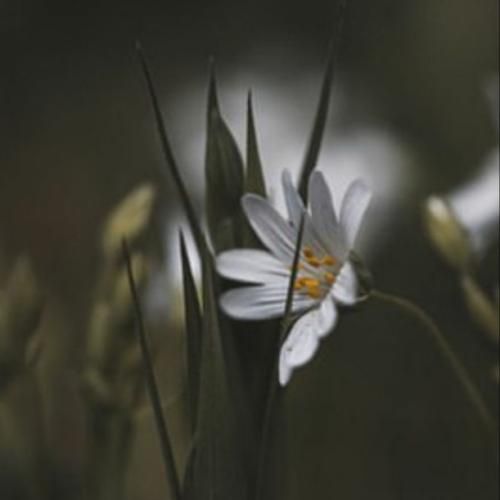  نشد بگم چه خوشگلی این همه حالا امشب مگه خوابم هوش مصنوعی