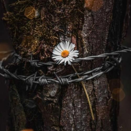  ببخش منو عزیزم می‌خوام اشکات نریزم دارم آخرین کلامو