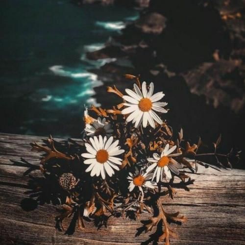 دلو دادم بهت تو جزیره دلم دیگه تنهایی نمیپذیره