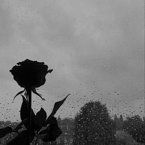 عربی و مزال عالبال و مزال قالی علیا